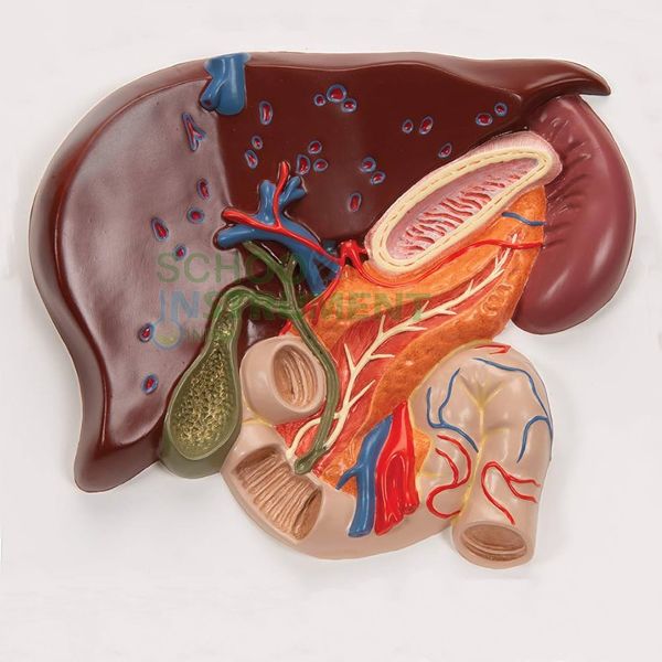 Human Liver With Gall Bladder