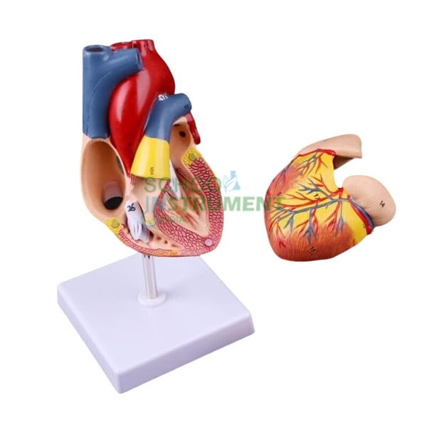Human Heart, 2 Parts