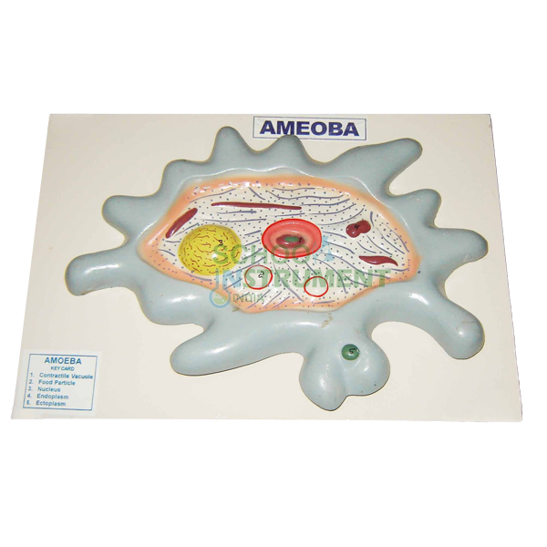 Amoeba Model