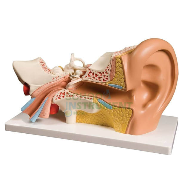 Human Model, Ear