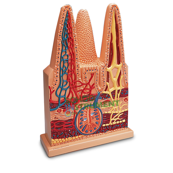 Human Intestinal Villus