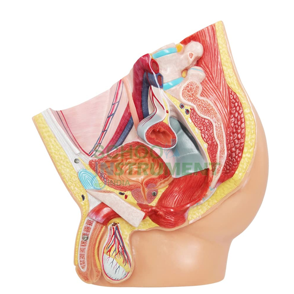 Human Model, Reproductive System, Male