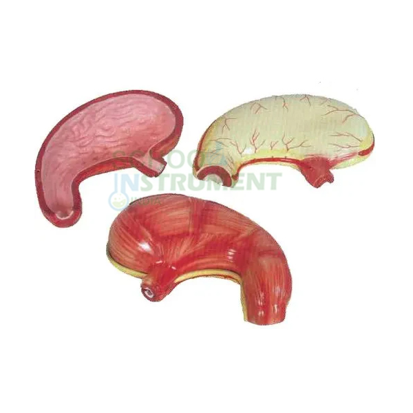 Human Stomach