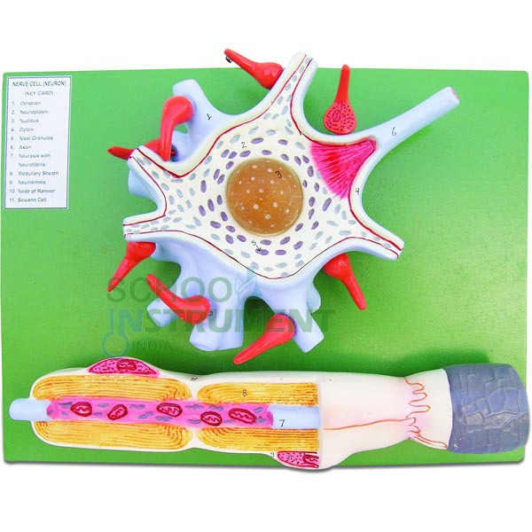 Human Model, Nerve Cell