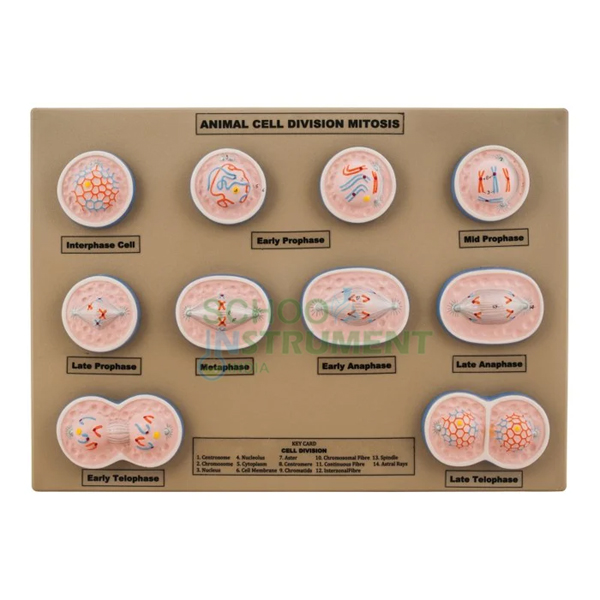 Animal Mitosis Model, Small