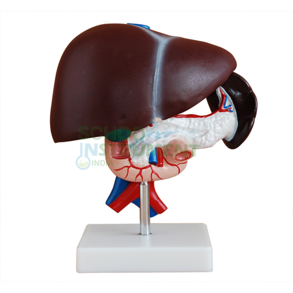 Human Liver Pancreas And Duodenum