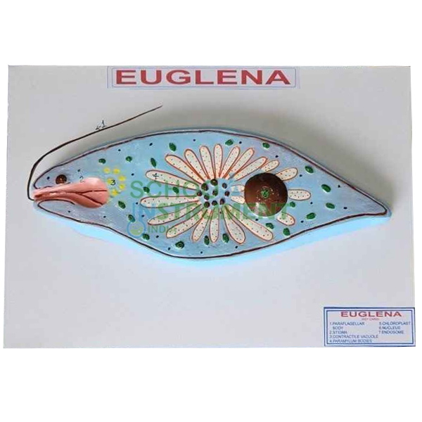 Euglena Model
