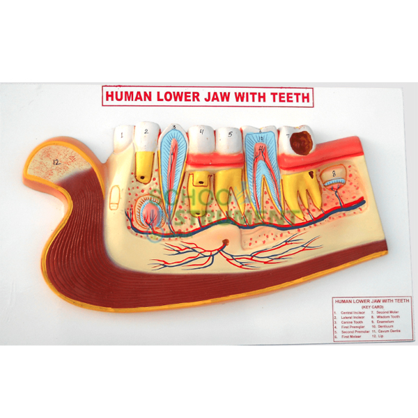 Human Model - Teeth