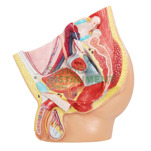 Human Male Half Pelvis