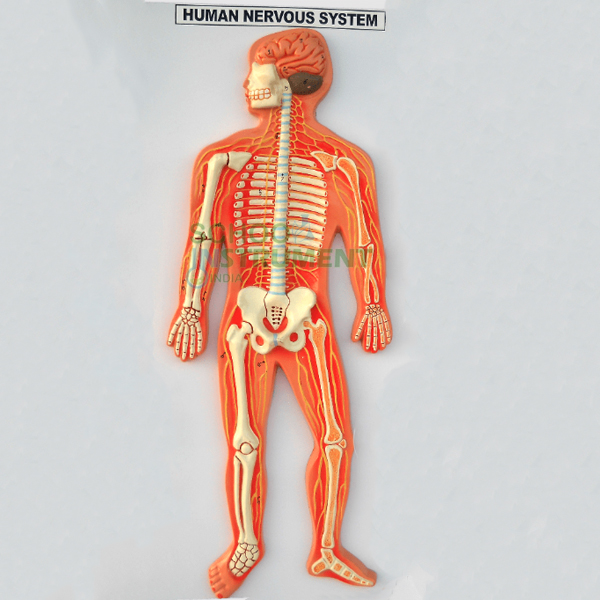 Human Nervous System