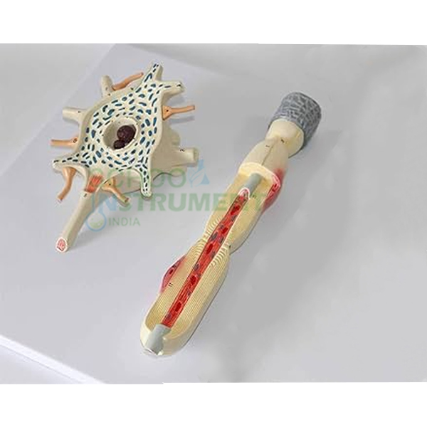 Neuron Model