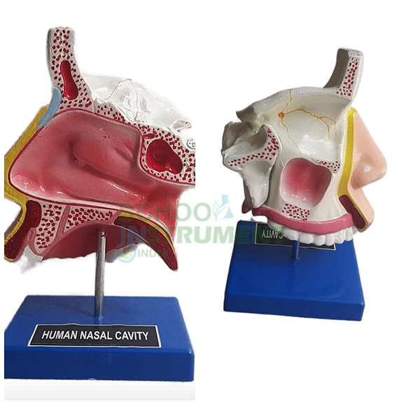 Anatomical Human Nasal Cavity Model