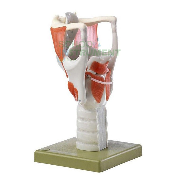 Human Larynx
