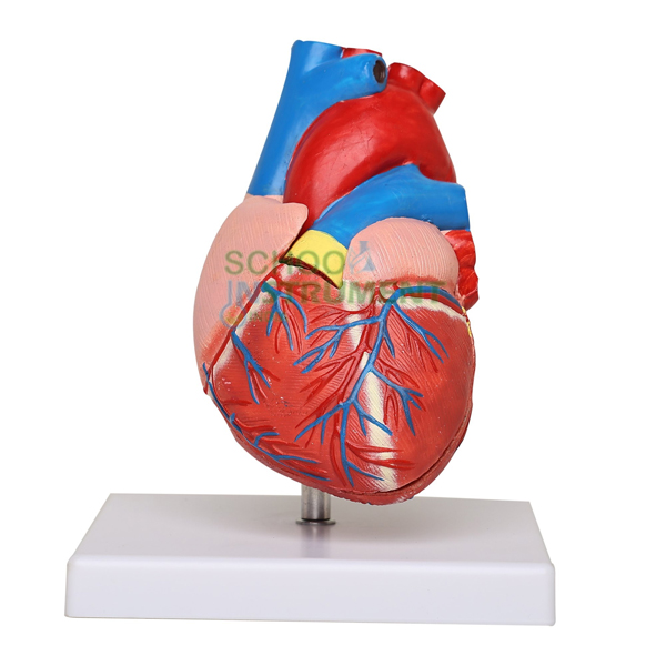 Human Heart