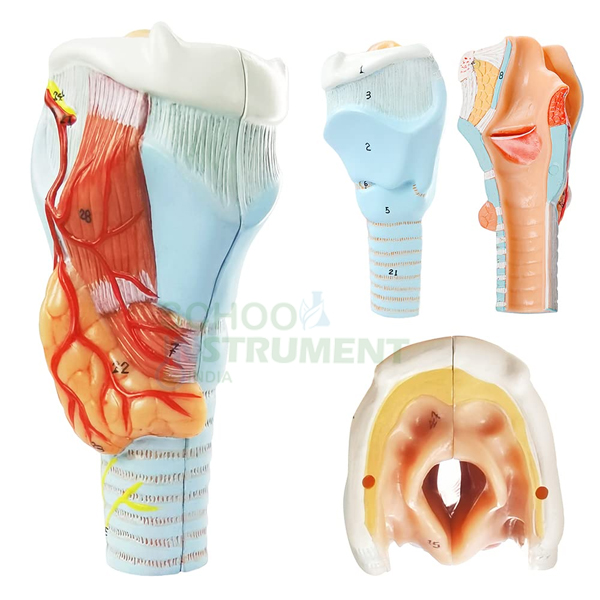 Human Larynx, Full Size 3 Parts