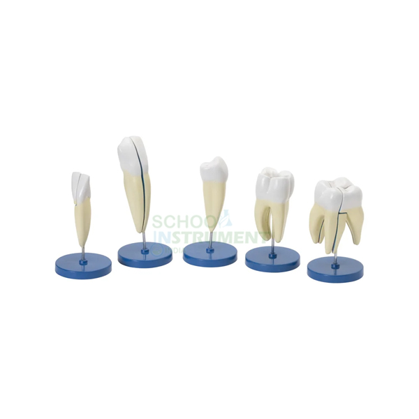 Human Tooth Set