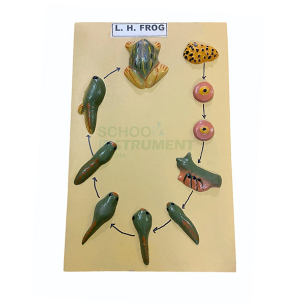 Model, Life History of Frog