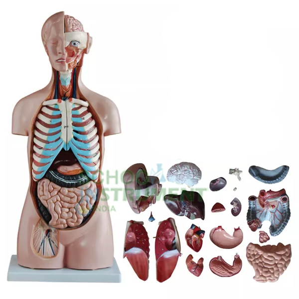 Human Model Torso, Full size, 9 Parts