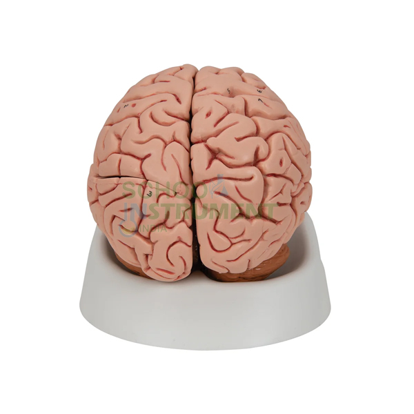Human Model, Brain