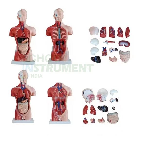 Human Torso, 13 Parts, Male & Female