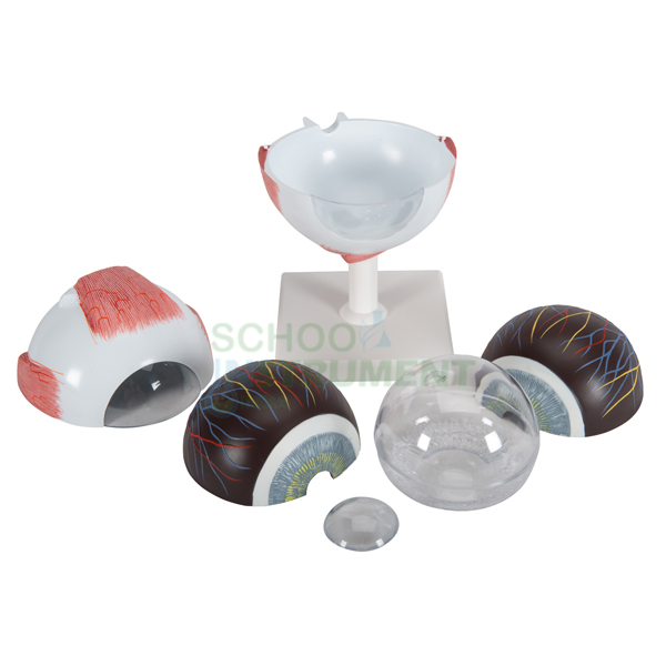 Human Eye Model, Enlarged 5 Times