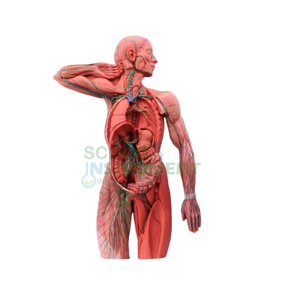 Lymphatic System