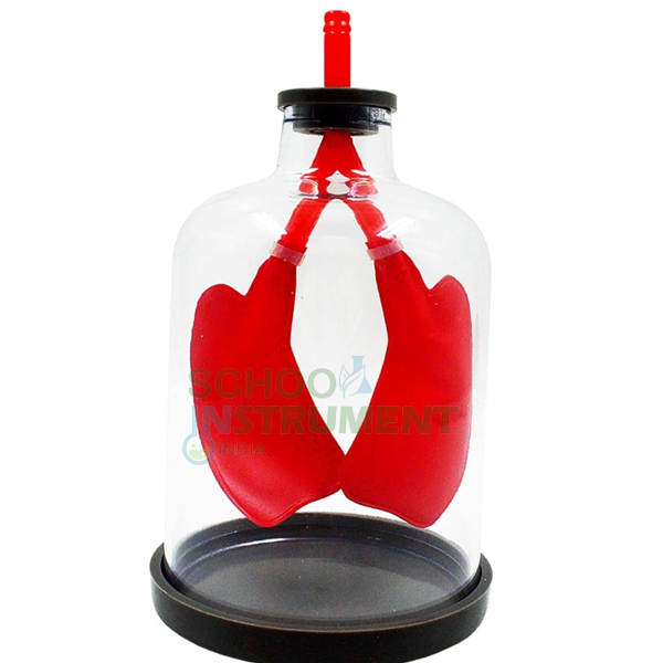 Human Lung Model in Bell Jar