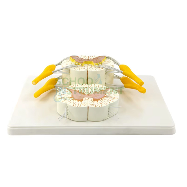 Human Spinal Cord Model