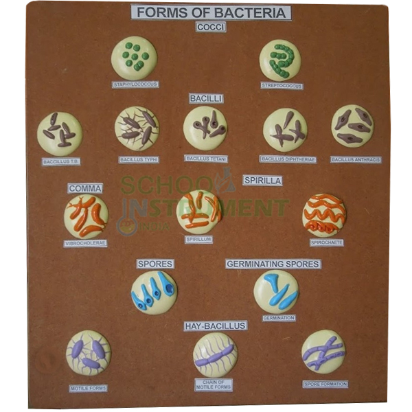 Forms of Bacteria Model