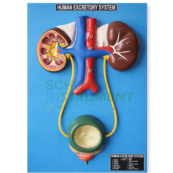 Human Urinary System