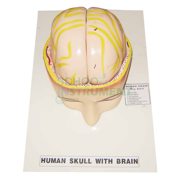 Human Brain Model in Head