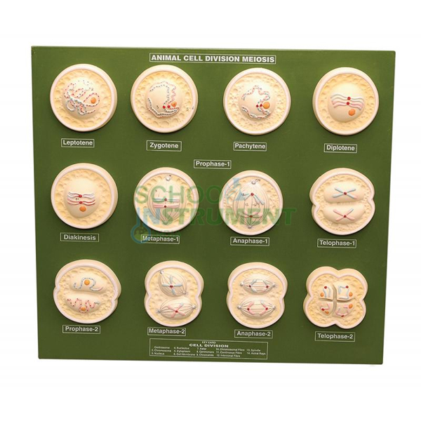 Animal Meiosis Model, Small