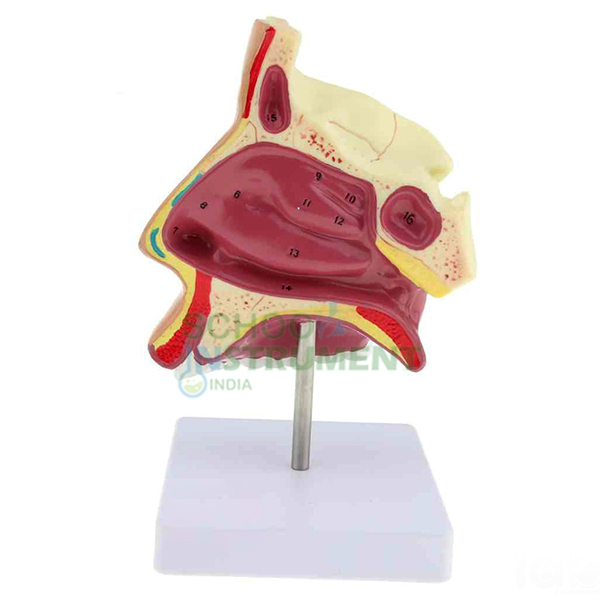 Human Model - Nose on Stand