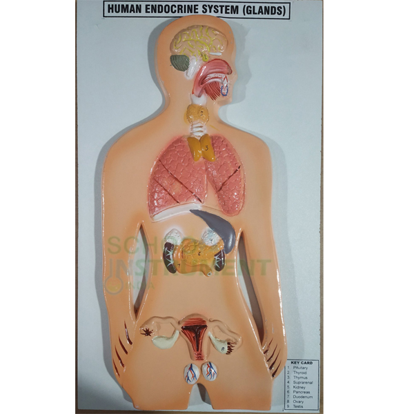 Human Model - Endocrine Gland, Small