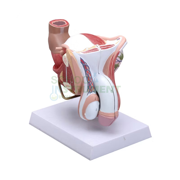 Human Male Genital Organs