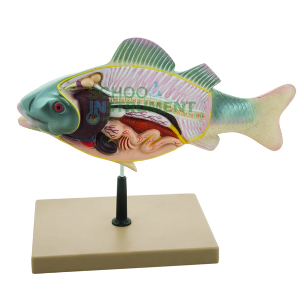 Fish Model, Superior