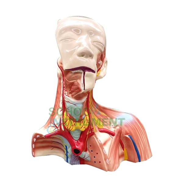 Model Of Human Cranial Cavity Head, Neck And Thorax