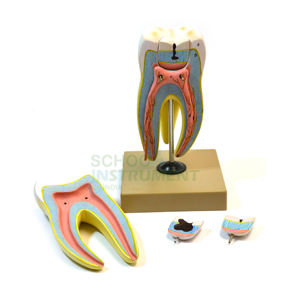 Human Teeth Model, Triple Root Molar