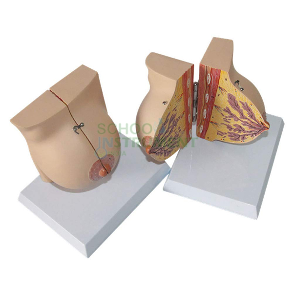 Human Model - Breast, 2 Parts