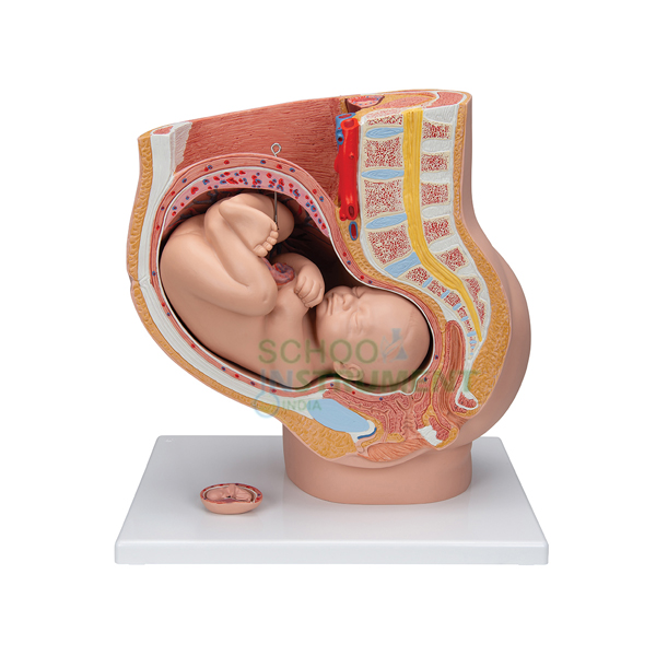 Human Model - Pelvis with Baby