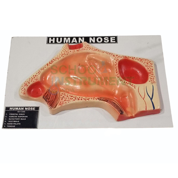 Human Nose Model on Base