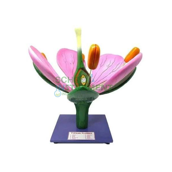 Model, Flower on Stand