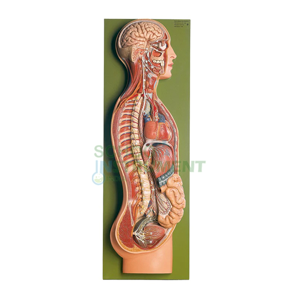 Sympathetic Nervous System