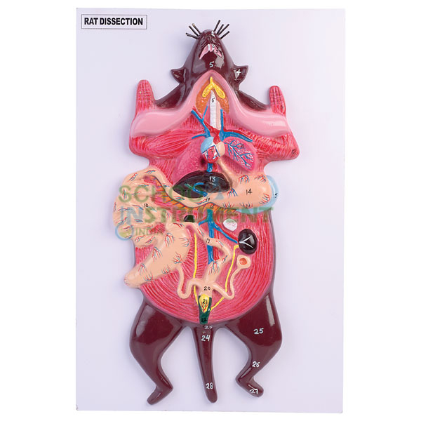 Model, Rat Dissection
