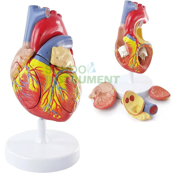 Human Heart, 4 Parts