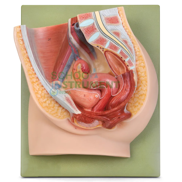 Human Pelvis, Female