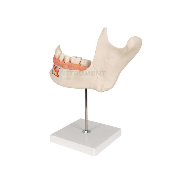 Human Teeth Model, Lower Jaw, on Stand