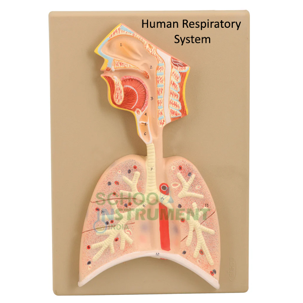 Human Respiratory System