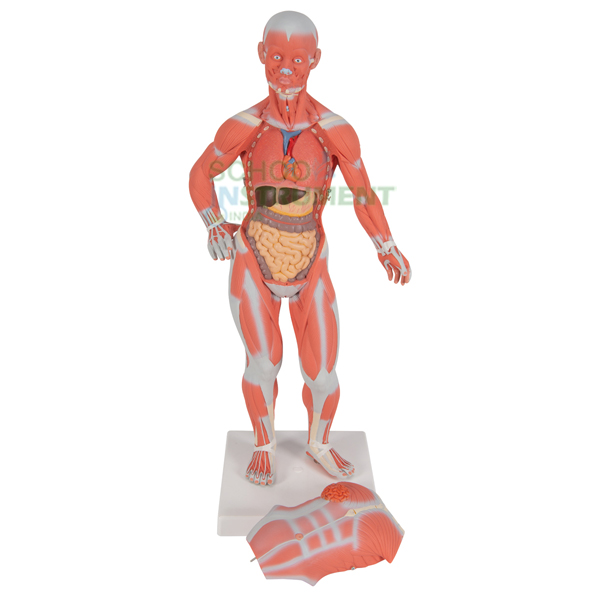 Human Model - Muscle on Board, Small