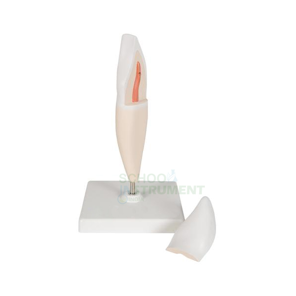 Human Teeth Model, Incisor
